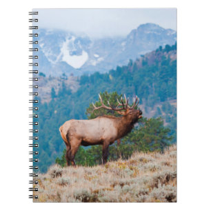 Elk (Cervus Elephus) Bull Bugling Notebook