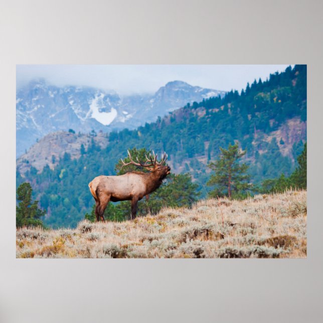Elk (Cervus Elephus) Bull Bugling Poster (Front)