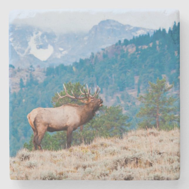 Elk (Cervus Elephus) Bull Bugling Stone Coaster (Front)
