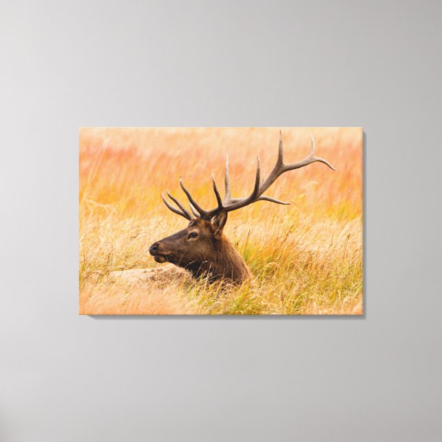 Elk (Cervus Elephus) Resting In Meadow Grass Canvas Print (Front)