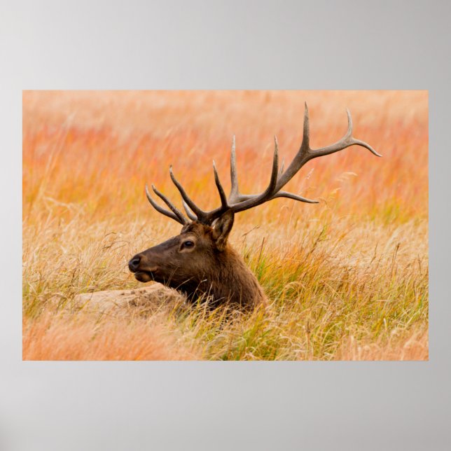 Elk (Cervus Elephus) Resting In Meadow Grass Poster (Front)