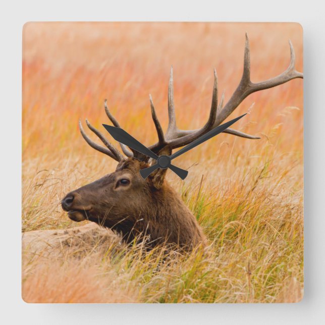 Elk (Cervus Elephus) Resting In Meadow Grass Square Wall Clock (Front)