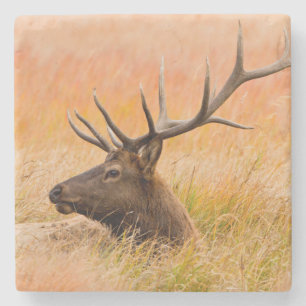 Elk (Cervus Elephus) Resting In Meadow Grass Stone Coaster