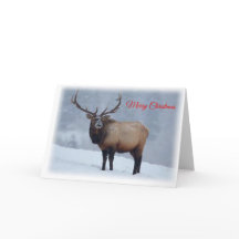 Elk Christmas Card