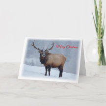 Elk Christmas Card