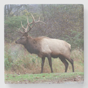 Elk Coaster