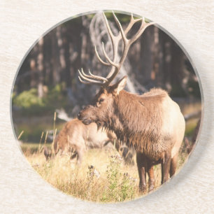 Elk Coaster