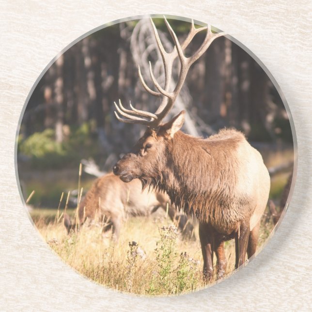 Elk Coaster (Front)