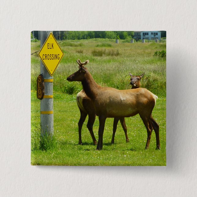 Elk Crossing California Wildlife Photography 2 Inch Square Button (Front)