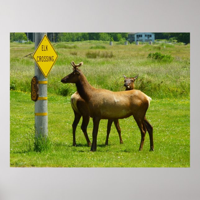 Elk Crossing California Wildlife Photography Poster (Front)