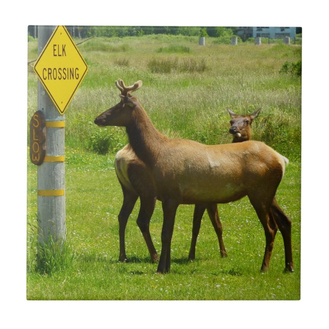Elk Crossing California Wildlife Photography Tile (Front)