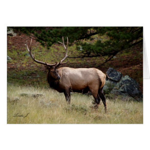 Elk dans le désert