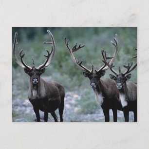 Elk Herd Mt. Baring, Washington Postcard