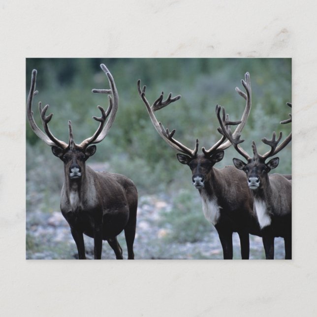 Elk Herd | Mt. Baring, Washington Postcard (Front)