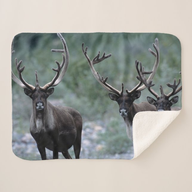 Elk Herd | Mt. Baring, Washington Sherpa Blanket (Front (Horizontal))