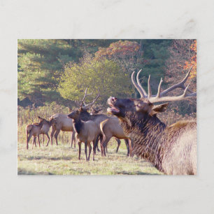 Elk Herd Postcard
