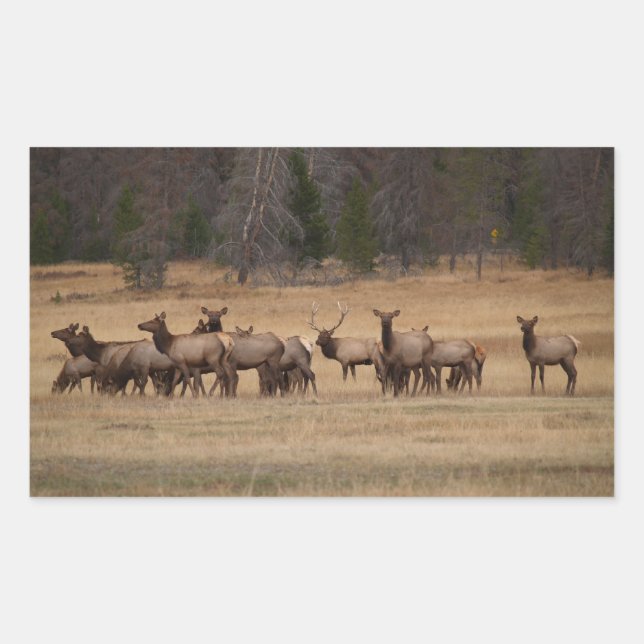 Elk Herd Rectangle Sticker (Front)