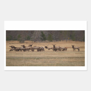 Elk Herd Rectangle Sticker