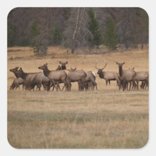 Elk Herd Square Sticker