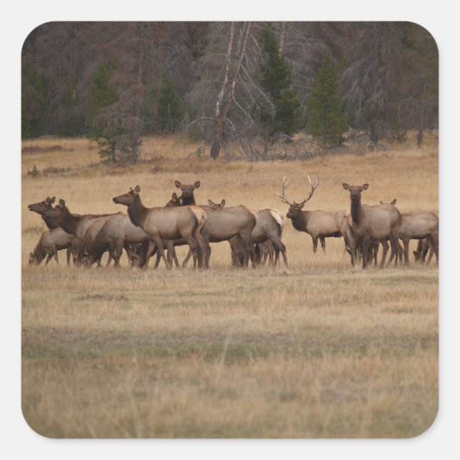 Elk Herd  Square Sticker (Front)