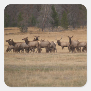 Elk Herd Square Sticker