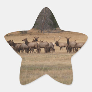 Elk Herd Star Sticker