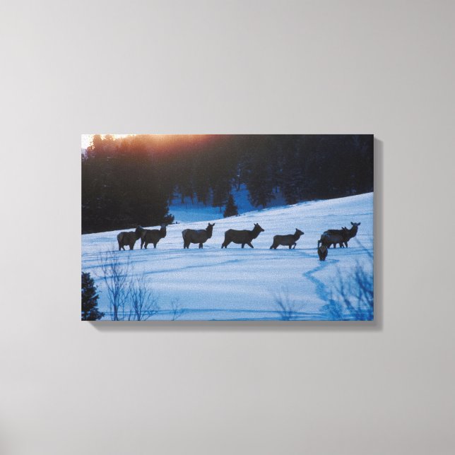 Elk herd walking through field canvas print (Front)