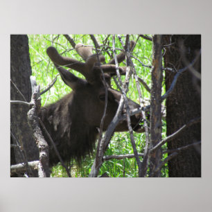 Elk in Estes Park Colorado Poster