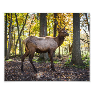 Elk in Fall Photo Print