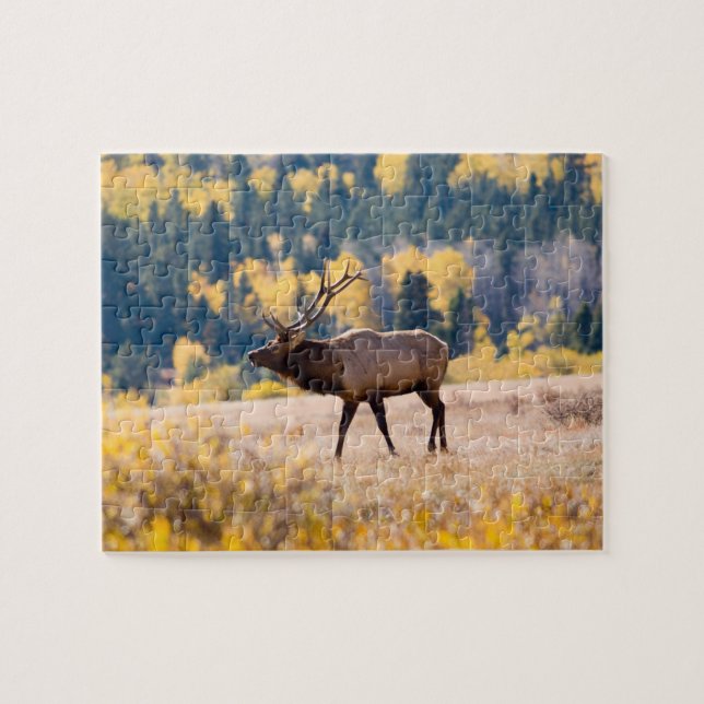Elk in Rocky Mountain National Park, Colorado Jigsaw Puzzle (Horizontal)