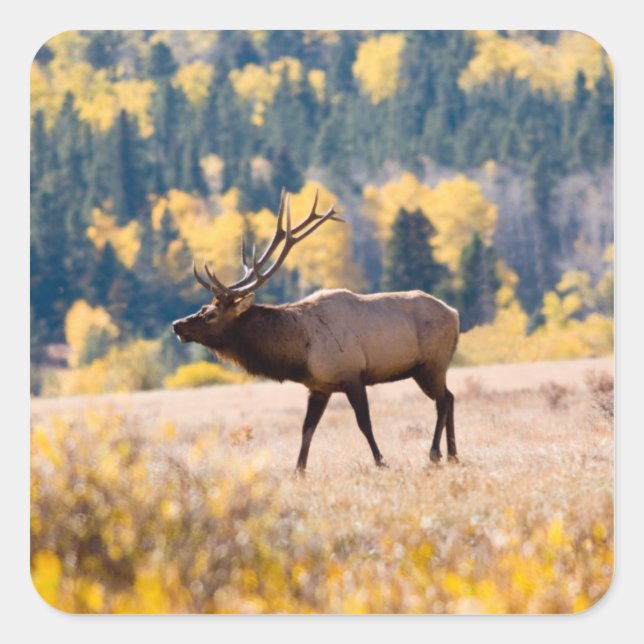 Elk in Rocky Mountain National Park, Colorado Square Sticker (Front)