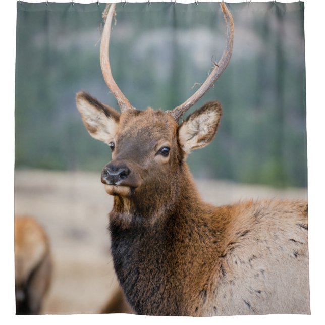 ELK IN ROCKY MOUNTAIN NATIONAL PARK - ELK HERDS GR (Front)