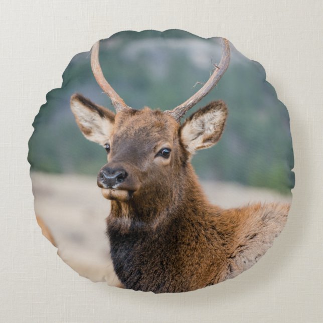 ELK IN ROCKY MOUNTAIN NATIONAL PARK - ELK HERDS GR ROUND PILLOW (Front)
