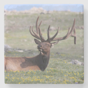 Elk in Rocky Mountain National Park Stone Coaster