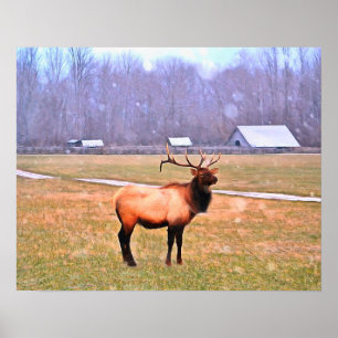 Elk in the Great Smoky Mountains Poster