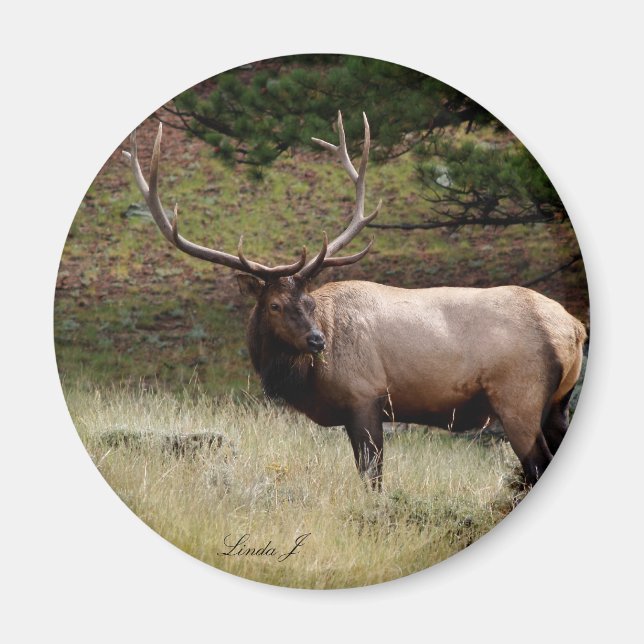 Elk in the Wild Magnet (Front)