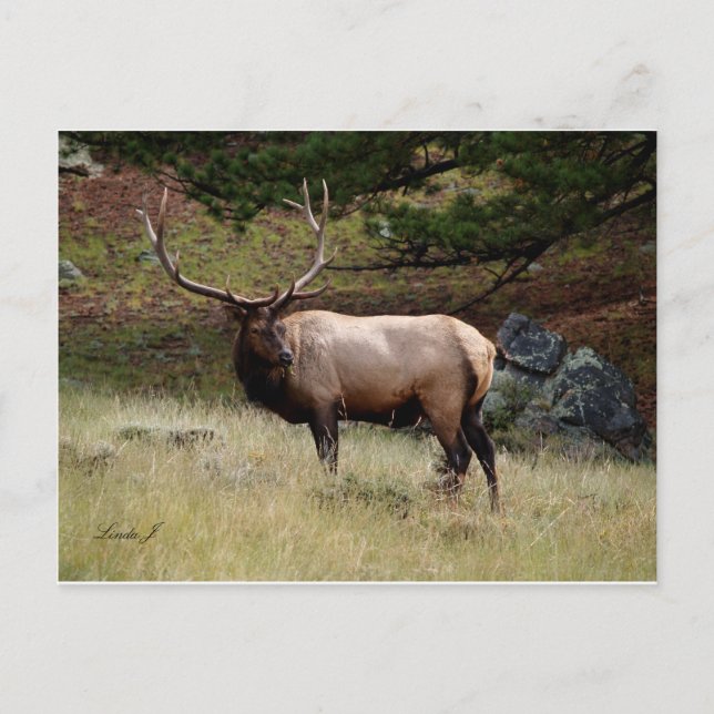 Elk in the Wild Postcard (Front)