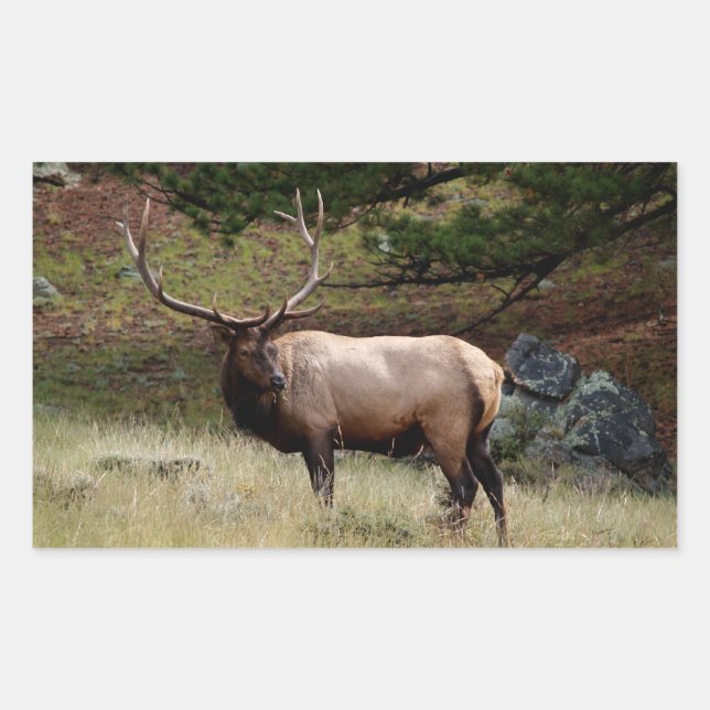 Elk in the Wild Sticker (Front)
