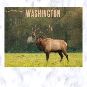 Elk in Washington USA Postcard