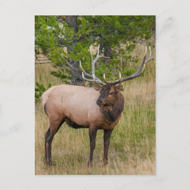 Elk Lake Village Yellowstone National Park Wyoming Postcard (Front)