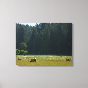 Elk Meadow at Redwood National Park Canvas Print