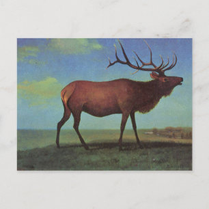 Elk Painting Postcard