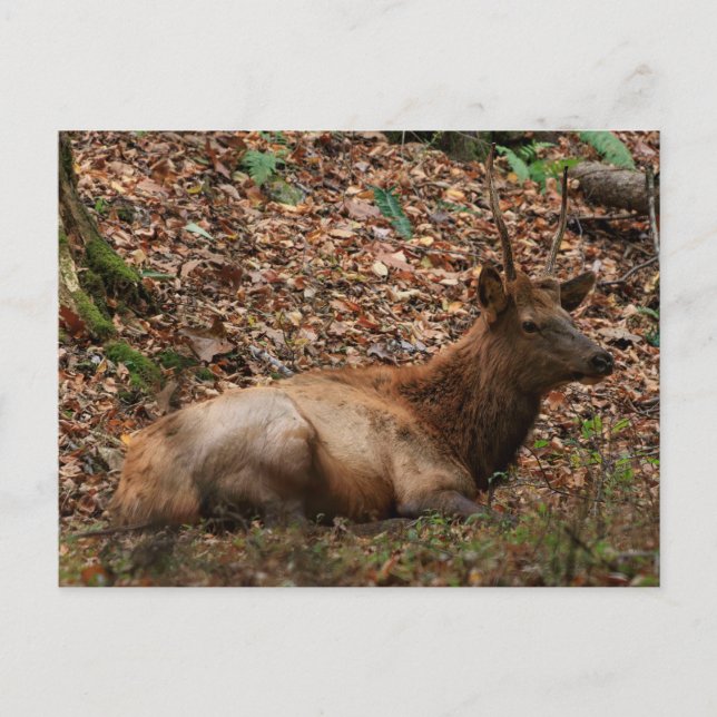 Elk Postcard (Front)