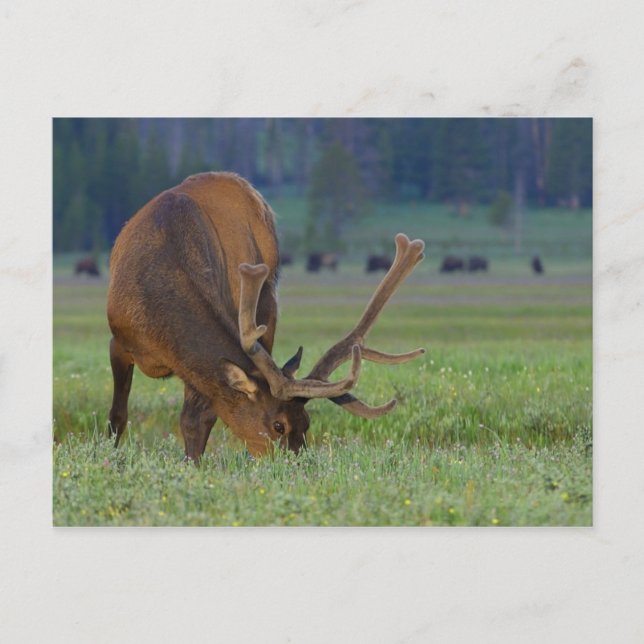 elk postcard (Front)