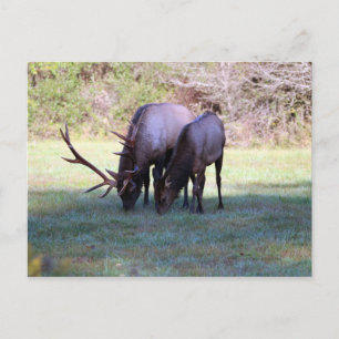 Elk Postcard