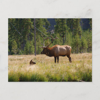 Elk Postcard