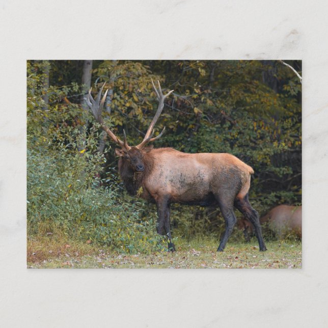 Elk Postcard (Front)
