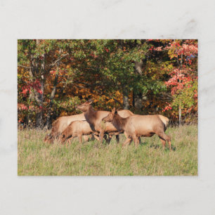 Elk Postcard