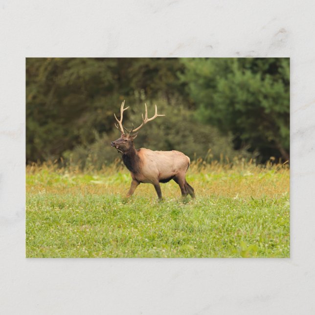 Elk Postcard (Front)