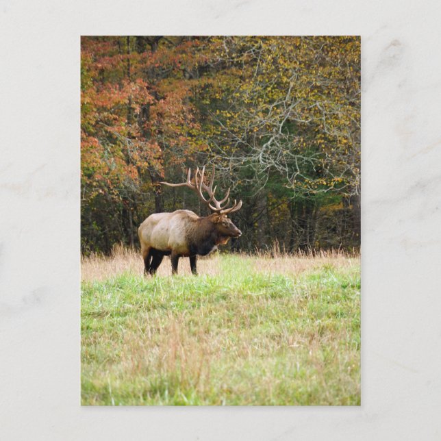 Elk Postcard (Front)